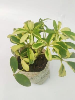 schefflera variegated